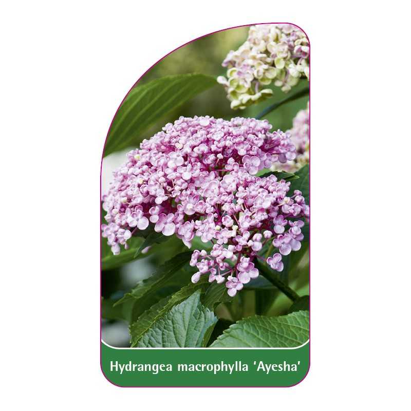 hydrangea-macrophylla-ayesha-1