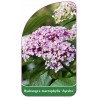 hydrangea-macrophylla-ayesha-1