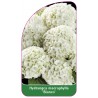 hydrangea-macrophylla-bianco-1