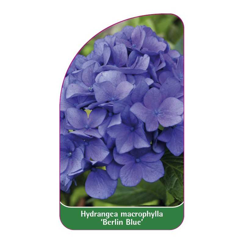 hydrangea-macrophylla-berlin-blue-1