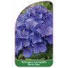 hydrangea-macrophylla-berlin-blue-1