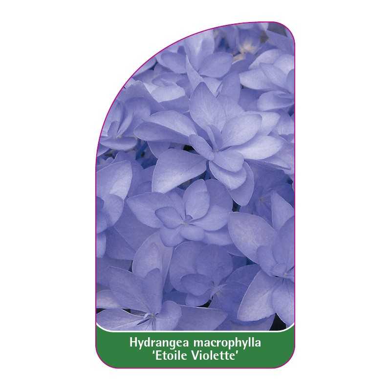 hydrangea-macrophylla-etoile-violette-1