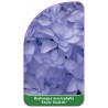 hydrangea-macrophylla-etoile-violette-1