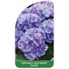 hydrangea-macrophylla-lavbla-1