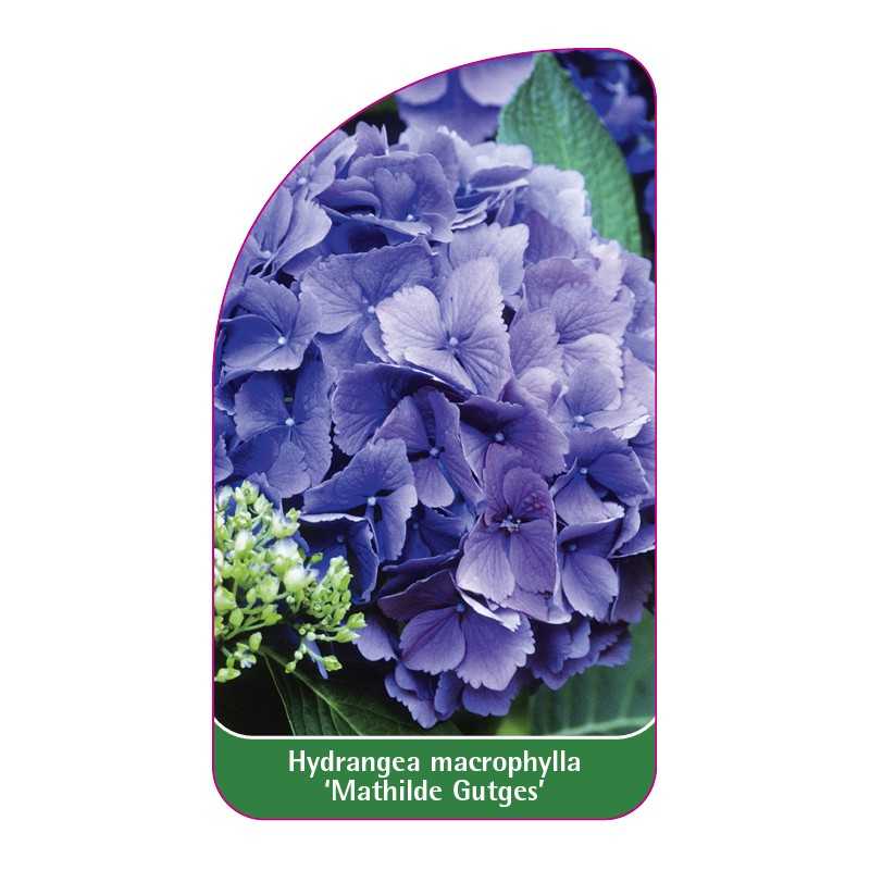 hydrangea-macrophylla-mathilde-gutges-1