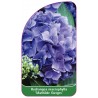 hydrangea-macrophylla-mathilde-gutges-1