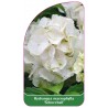 hydrangea-macrophylla-schneeball-b1