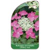 hydrangea-macrophylla-teller-rosa1