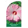 hibiscus-moscheutos-nippon-blush-1