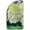 hydrangea-paniculata-bombshell-1