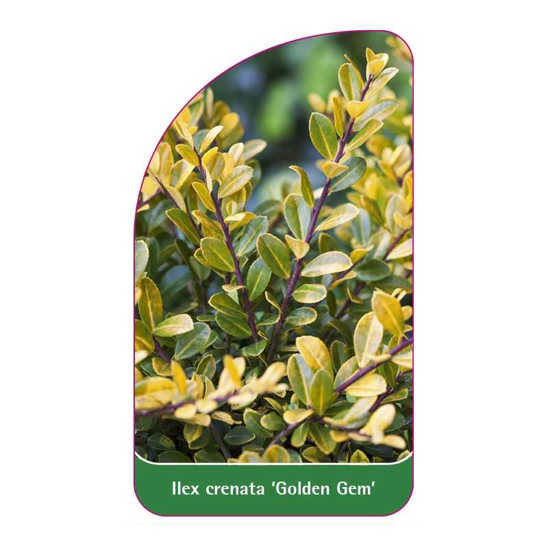 ilex-crenata-golden-gem-1