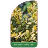 ilex-crenata-golden-gem-1