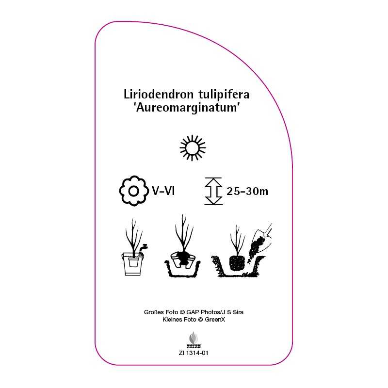 liriodendron-tulipifera-aureomarginatum-0