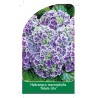 hydrangea-macrophylla-adula-lila-1