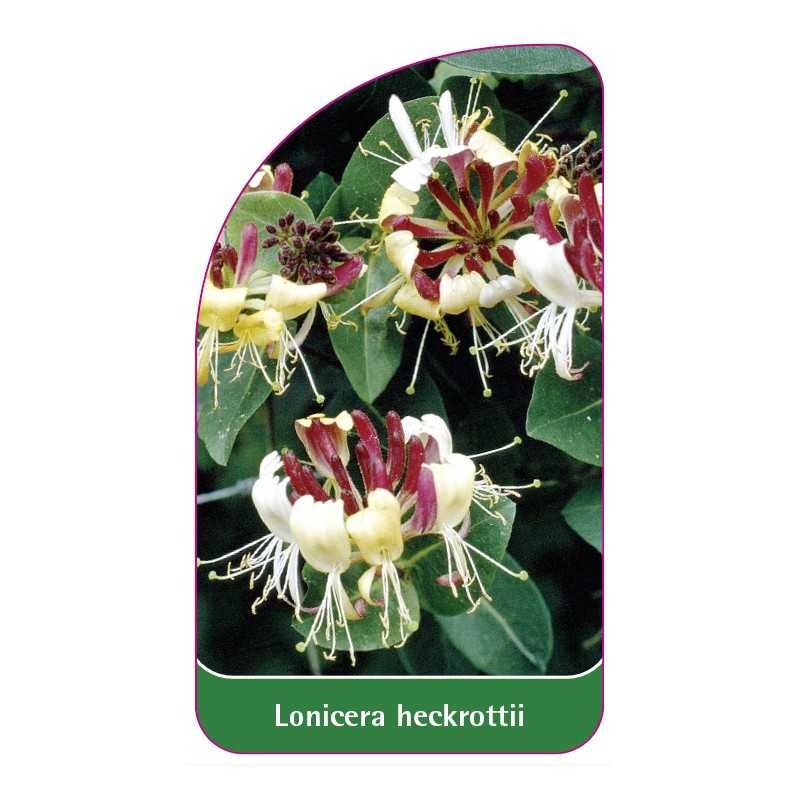 lonicera-heckrottii-a1