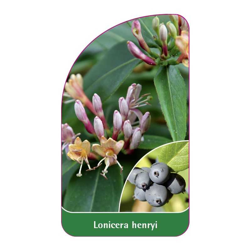 lonicera-henryi1