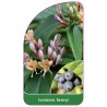 lonicera-henryi1