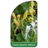 lonicera-japonica-halliana-1