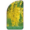 laburnum-alpinum-pendulum-1