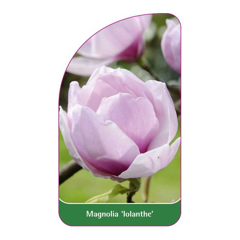 magnolia-iolanthe-1