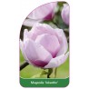 magnolia-iolanthe-1