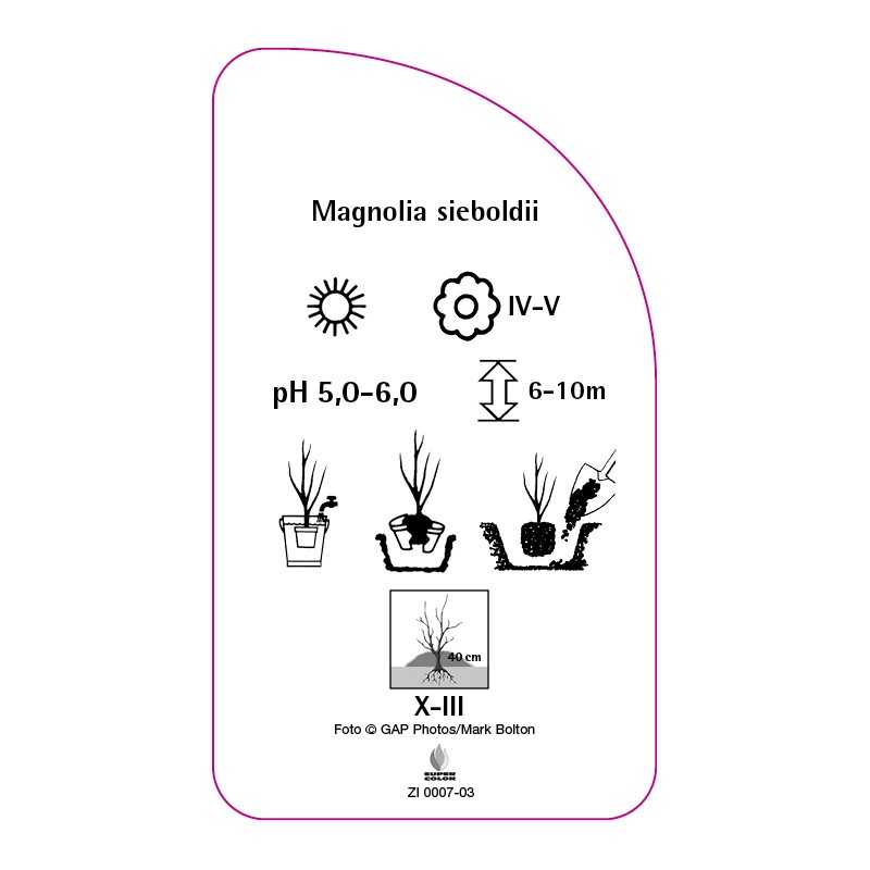 magnolia-sieboldii0