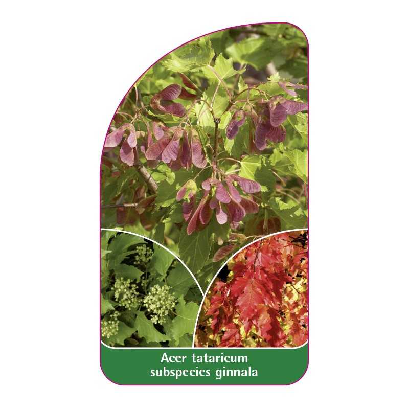 acer-tataricum-subspecies-ginnala1