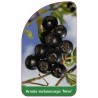 aronia-melanocarpa-nero-1