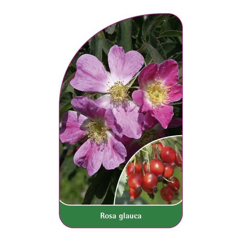 rosa-glauca1