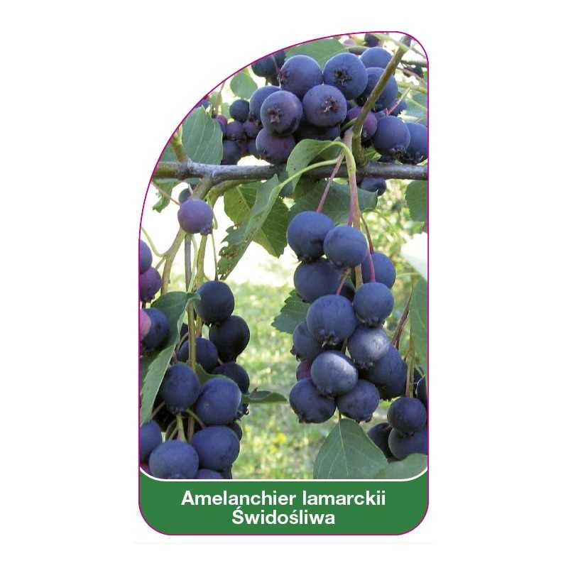 amelanchier-lamarckii-swidosliwa1