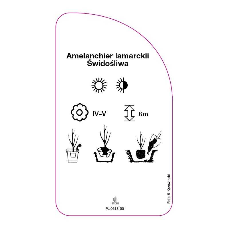 amelanchier-lamarckii-swidosliwa0