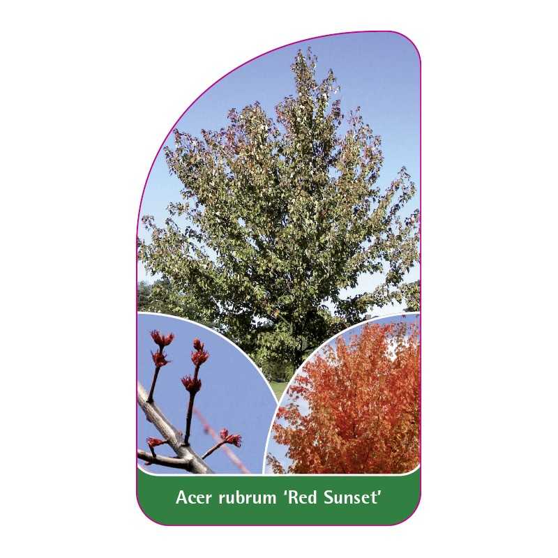 acer-rubrum-red-sunset-1