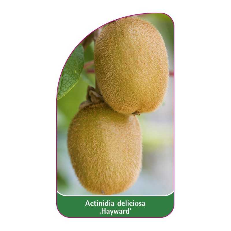 actinidia-deliciosa-hayward-1