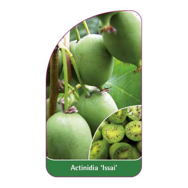 actinidia-issai-a1