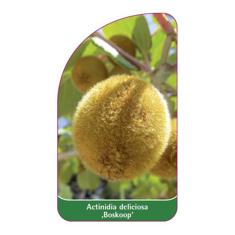 actinidia-deliciosa-boskoop-1