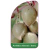 actinidia-chinensis-jenny-1