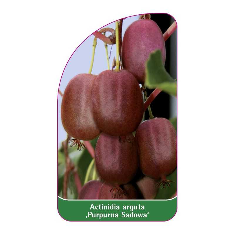 actinidia-arguta-purpurna-sadowa-1