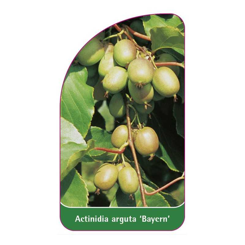 actinidia-arguta-bayern-1