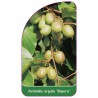 actinidia-arguta-bayern-1