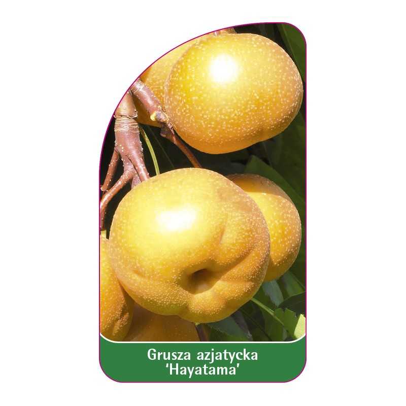 grusza-azjatycka-hayatama-1