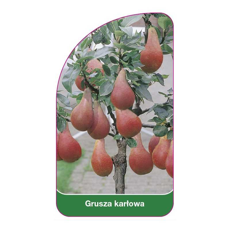 grusza-karlowa-czerwona1