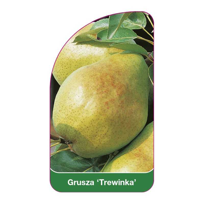 grusza-trewinka-1