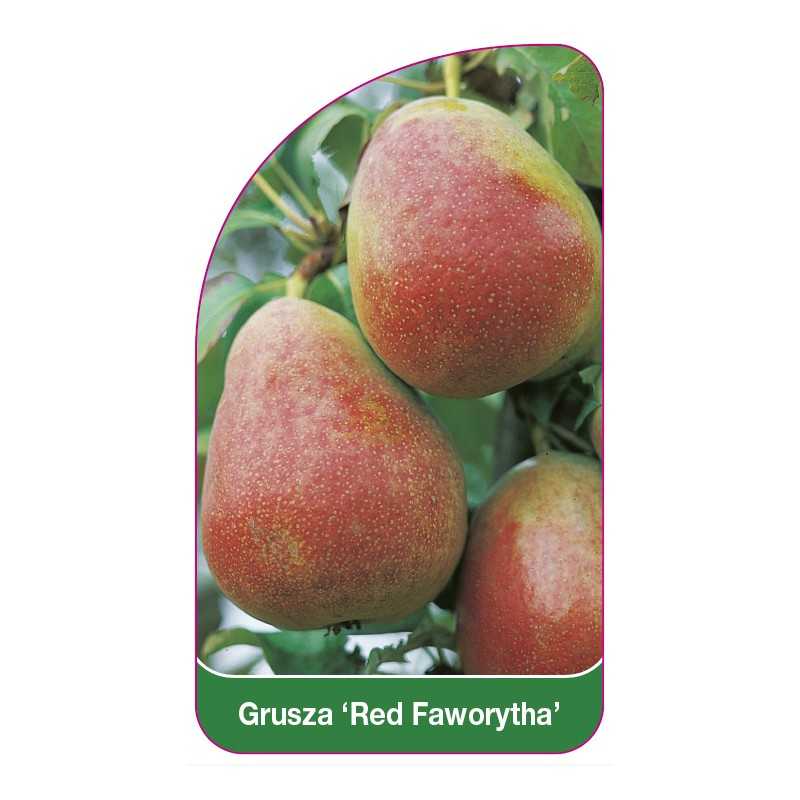 grusza-red-faworytha-1