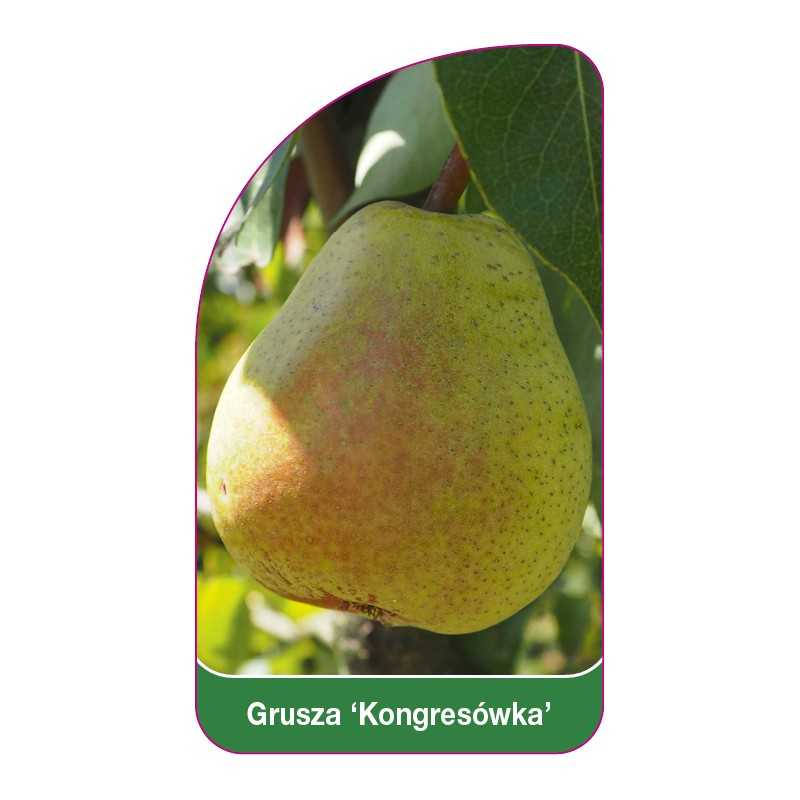 grusza-kongresowka-1