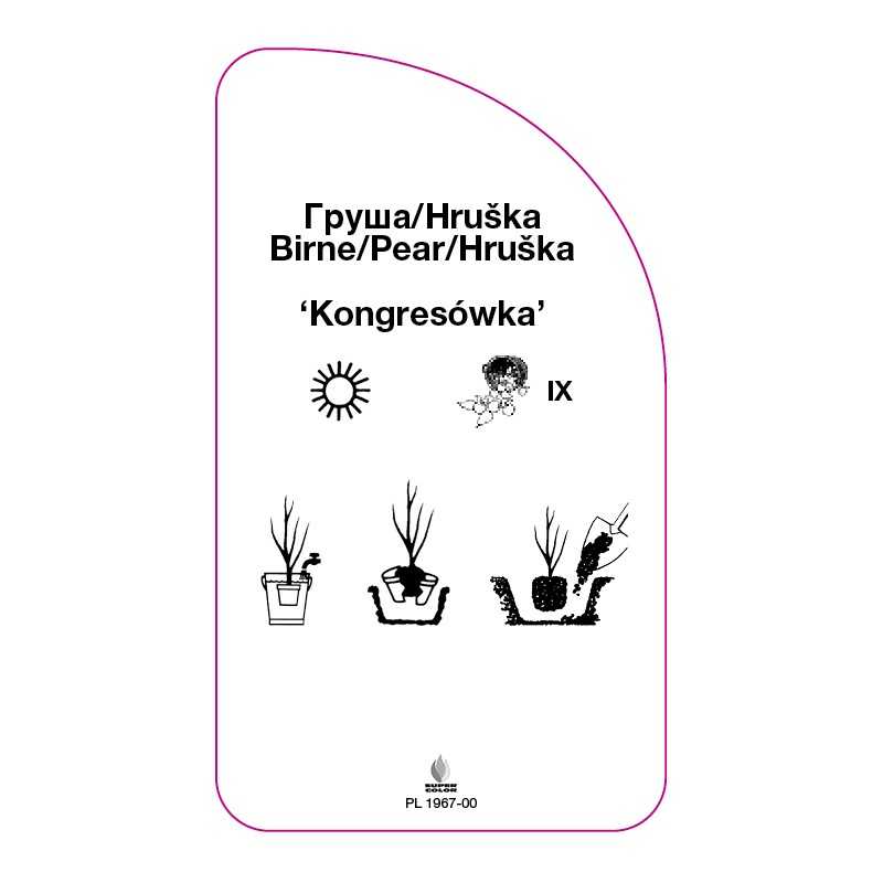 grusza-kongresowka-0