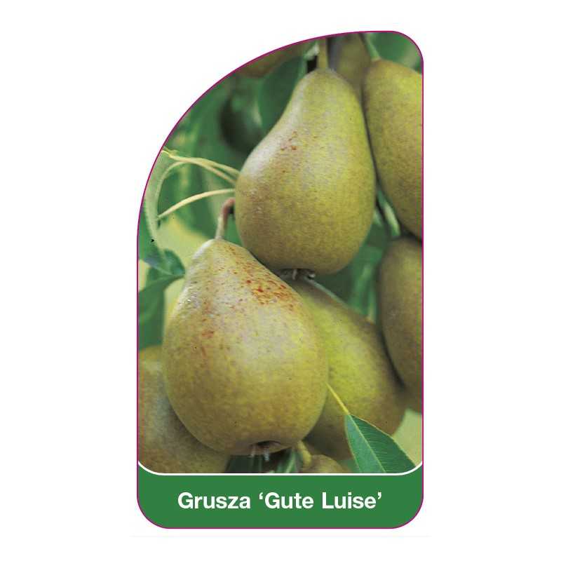 grusza-gute-luise-1