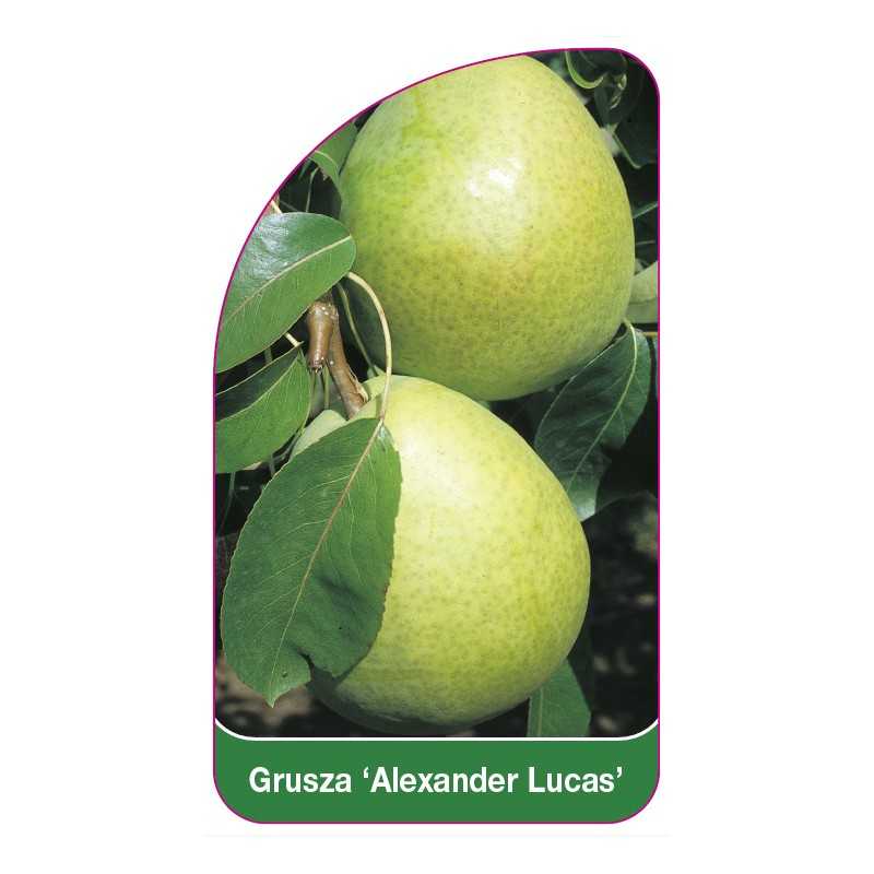 grusza-alexander-lucas-1