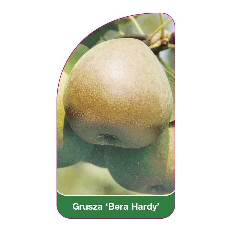 grusza-bera-hardy-1