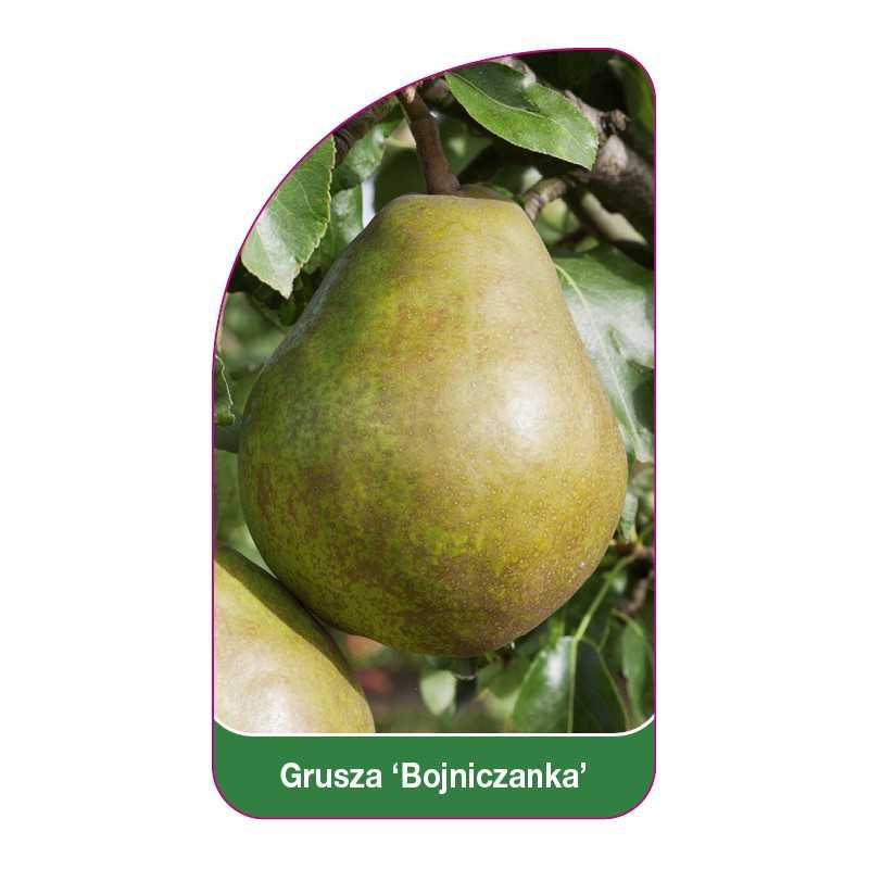 grusza-bojniczanka-1