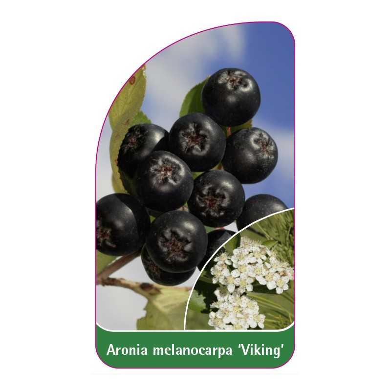 aronia-melanocarpa-viking-1